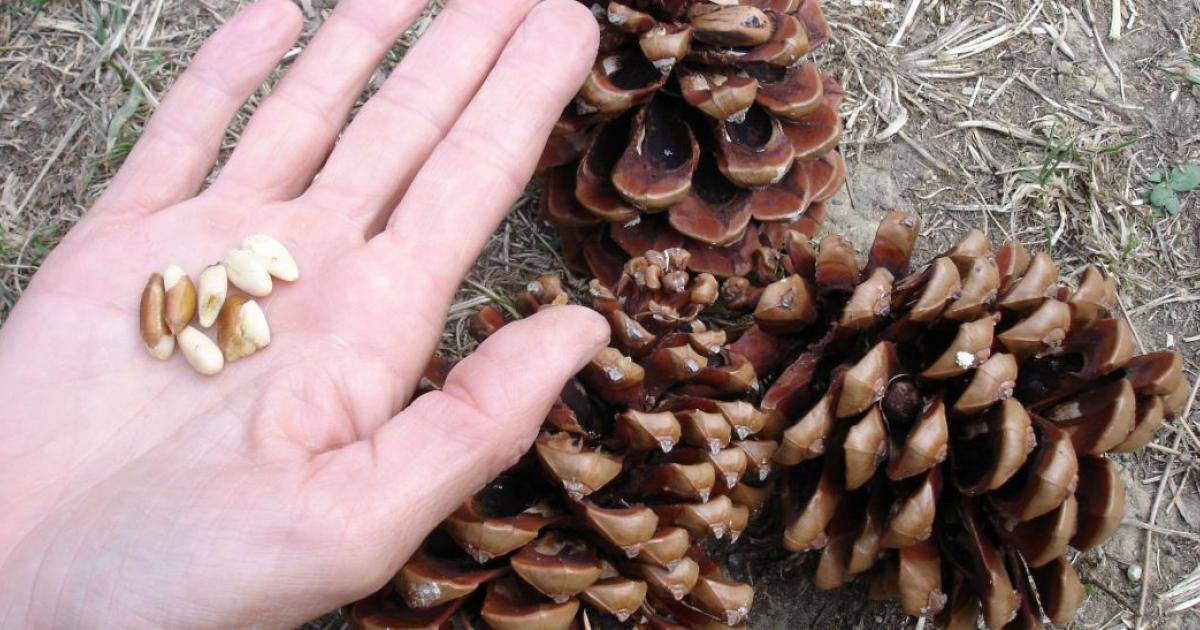 وزارة الزراعة تستكمل
حملة رشّ أشجار الصنوبر