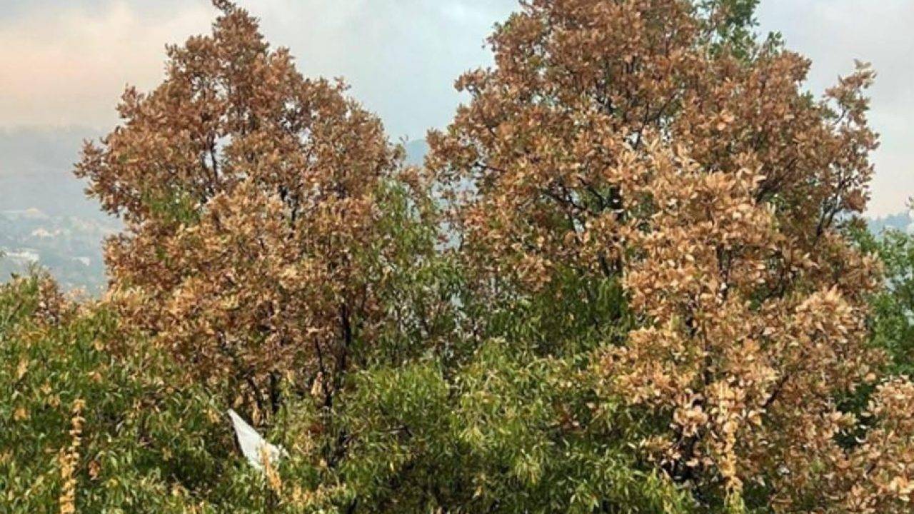 وزارة الزراعة: يباس غابات السنديان ظاهرة مناخية موسمية