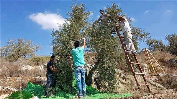 تسمم أربعة أشخاص خلال قطاف الزيتون في كفرفيلا.. والقهوة كانت السبب!