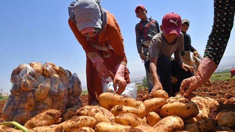 المطالبة بفتح السوق السورية امام البطاطا اللبنانية