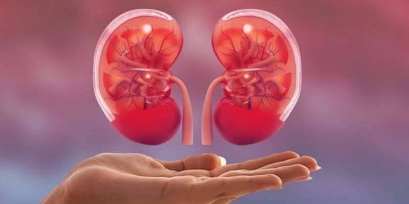 إنجاز طبي جديد يقرّب العالم من زراعة كلى متوافقة مع جميع فصائل الدم
