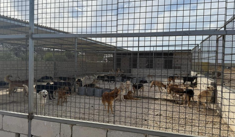 بلدية صيدا حذّرت من رمي الكلاب في الملجأ المخصص لهم دون التنسيق معها