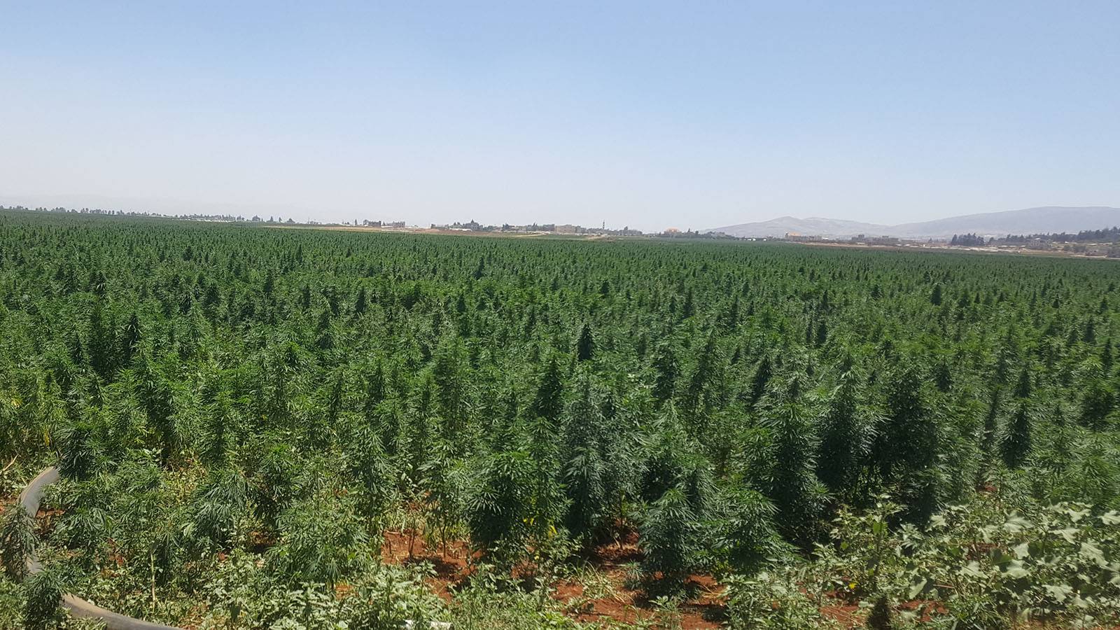 الهيئة الناظمة للقنب الهندي تحذّر: سنلاحق المتاجرين بهواجس المزارعين