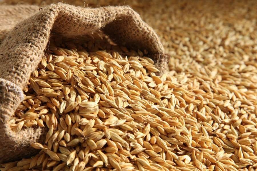 لبنان يخسر زراعة القمح بسبب الجفاف والحرب
وزراعة الرمان في خطر