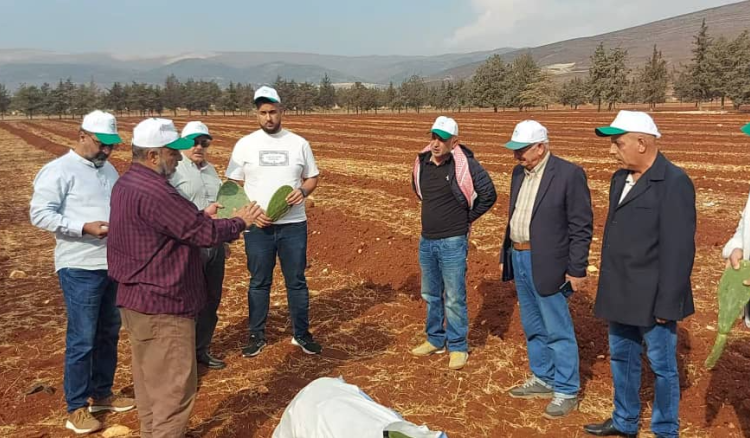 زراعة الصبار الأملس في لبنان