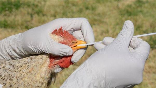 وفاة رجل بسلالة H5N5 النادرة