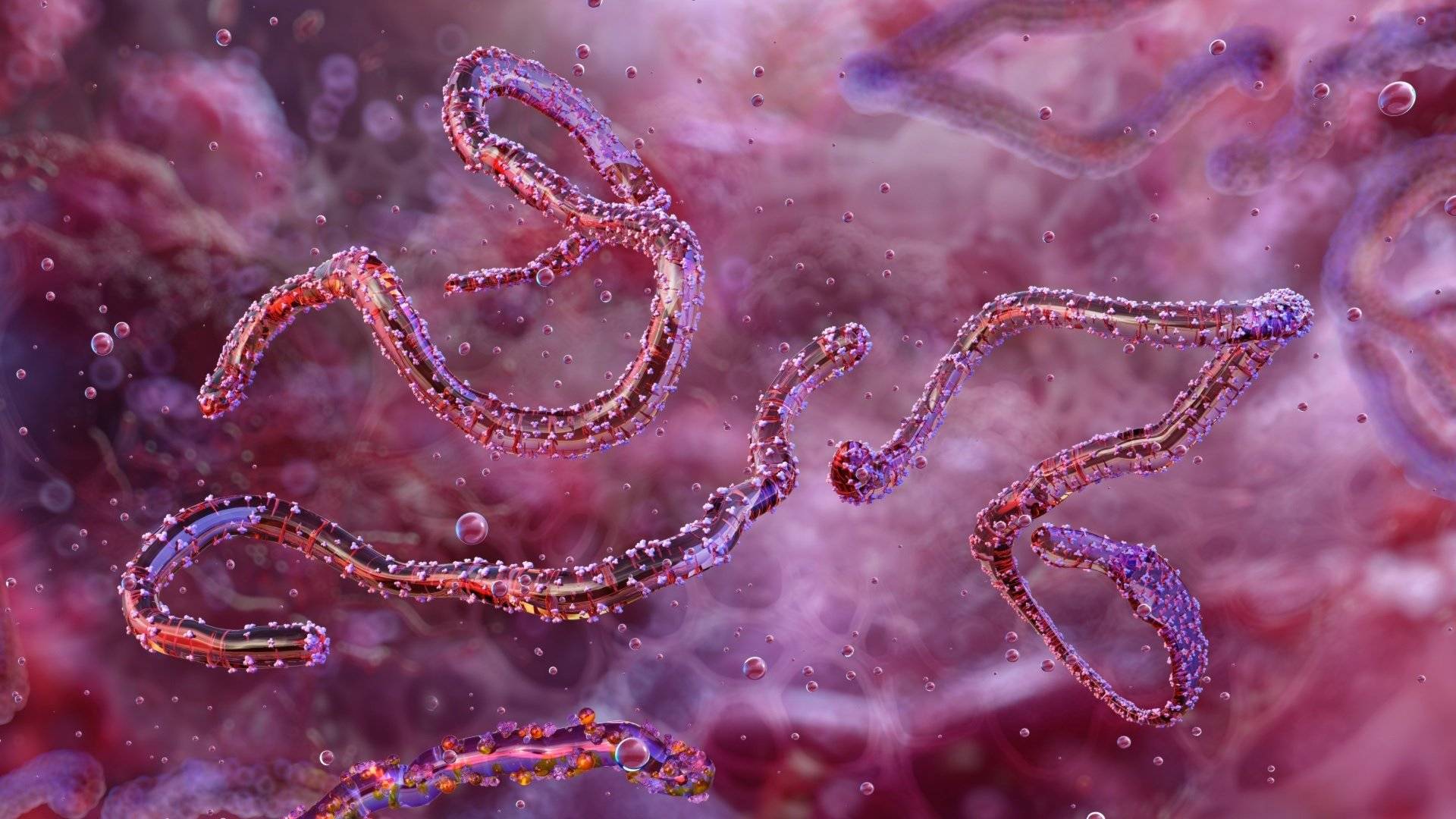 إنتشار فيروس ماربورغ في إثيوبيا