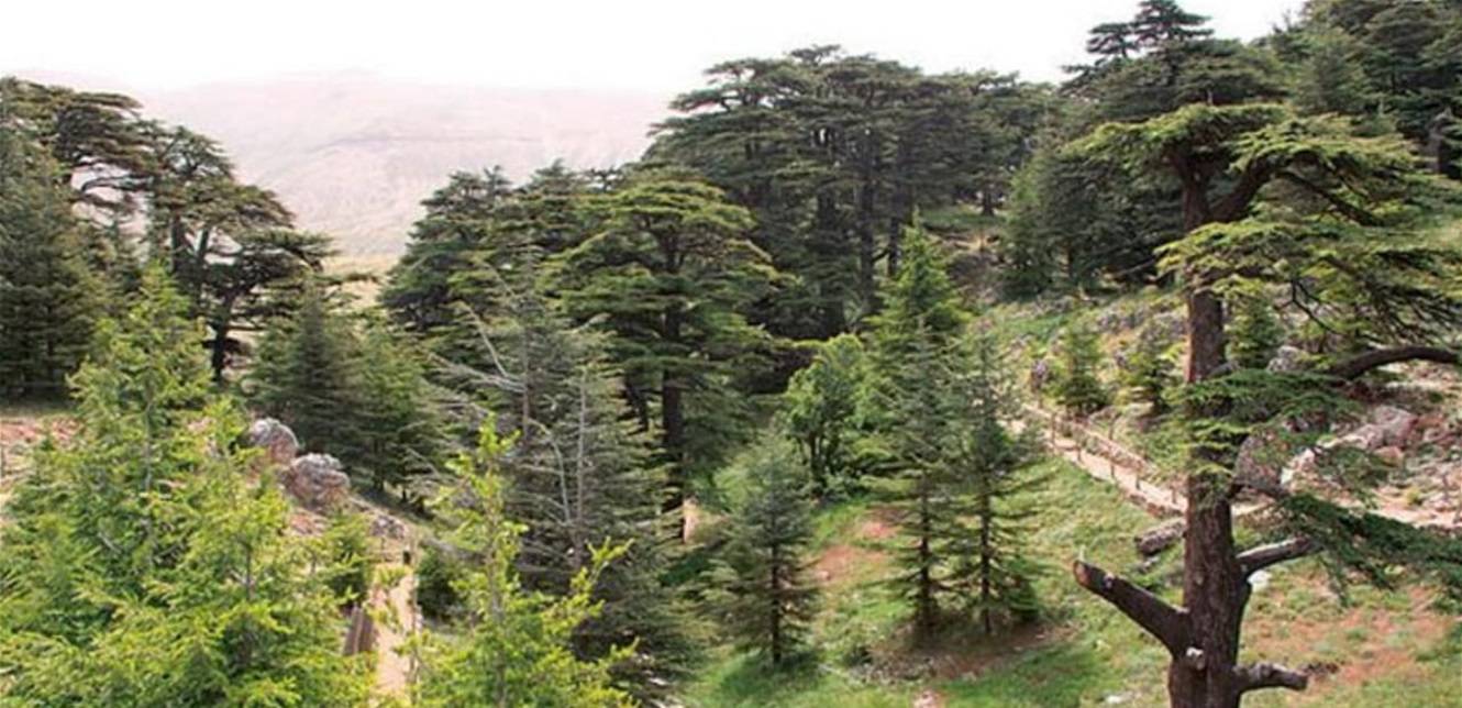 إنتخاب اللّجنة التّنفيذيّة لمحميّة غابة أرز تنورين
