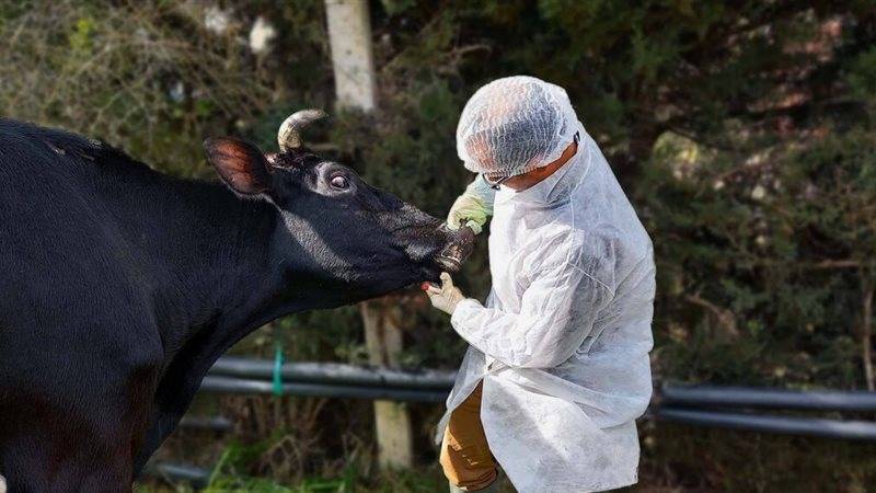 وزارة الزراعة تؤكّد: الحمى القلاعية لا تنتقل
إلى الإنسان ونعتمد خطة لاحتواء انتشارها