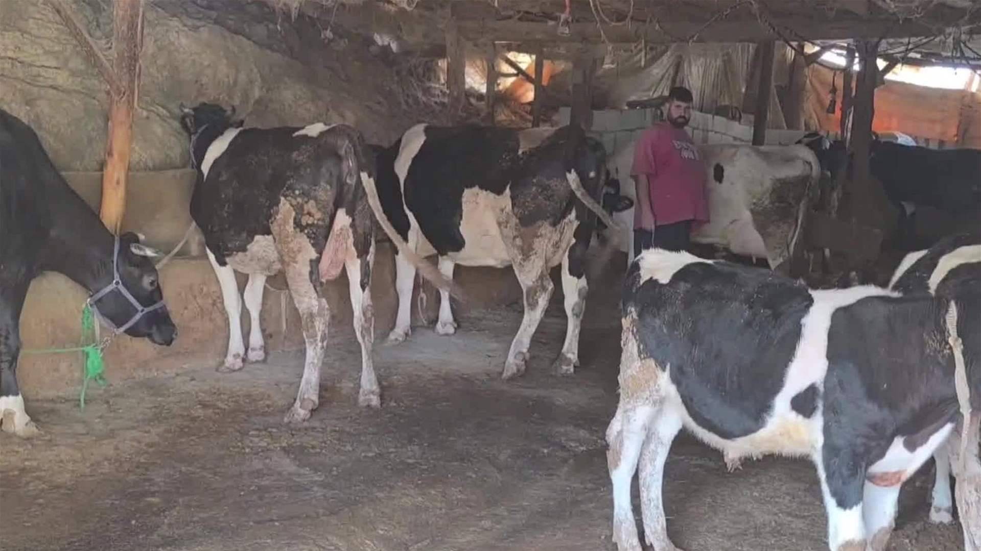 وزارة الزراعة واصلت حملة تحصين
الأبقار ضد داء الحمى القلاعية