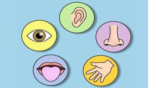 دراسات حديثة: الحواس لم تعد خمساً فقط بل أكثر من 20