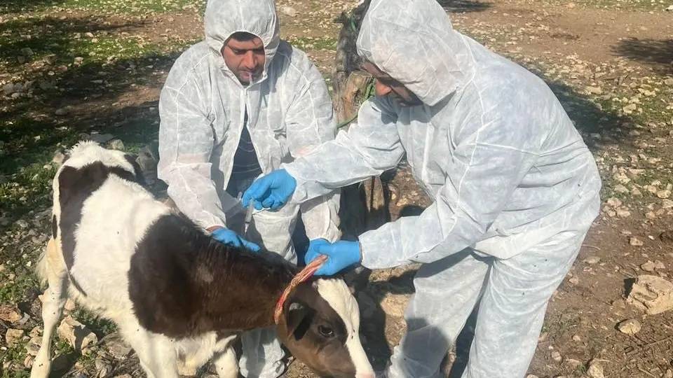 وزارة الزراعة: تلقيح نحو 31 ألف بقرة لمكافحة الحمى القلاعية