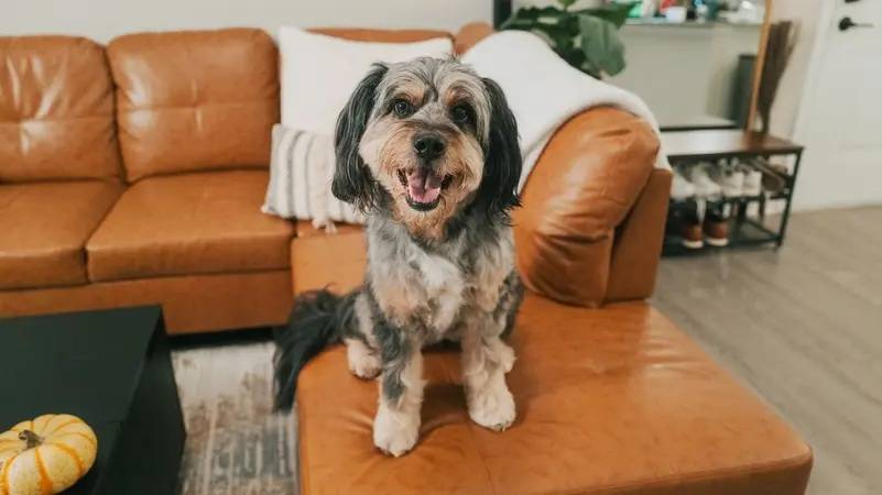 البشر يخطئون في قراءة مشاعر كلابهم أكثر مما يظنون