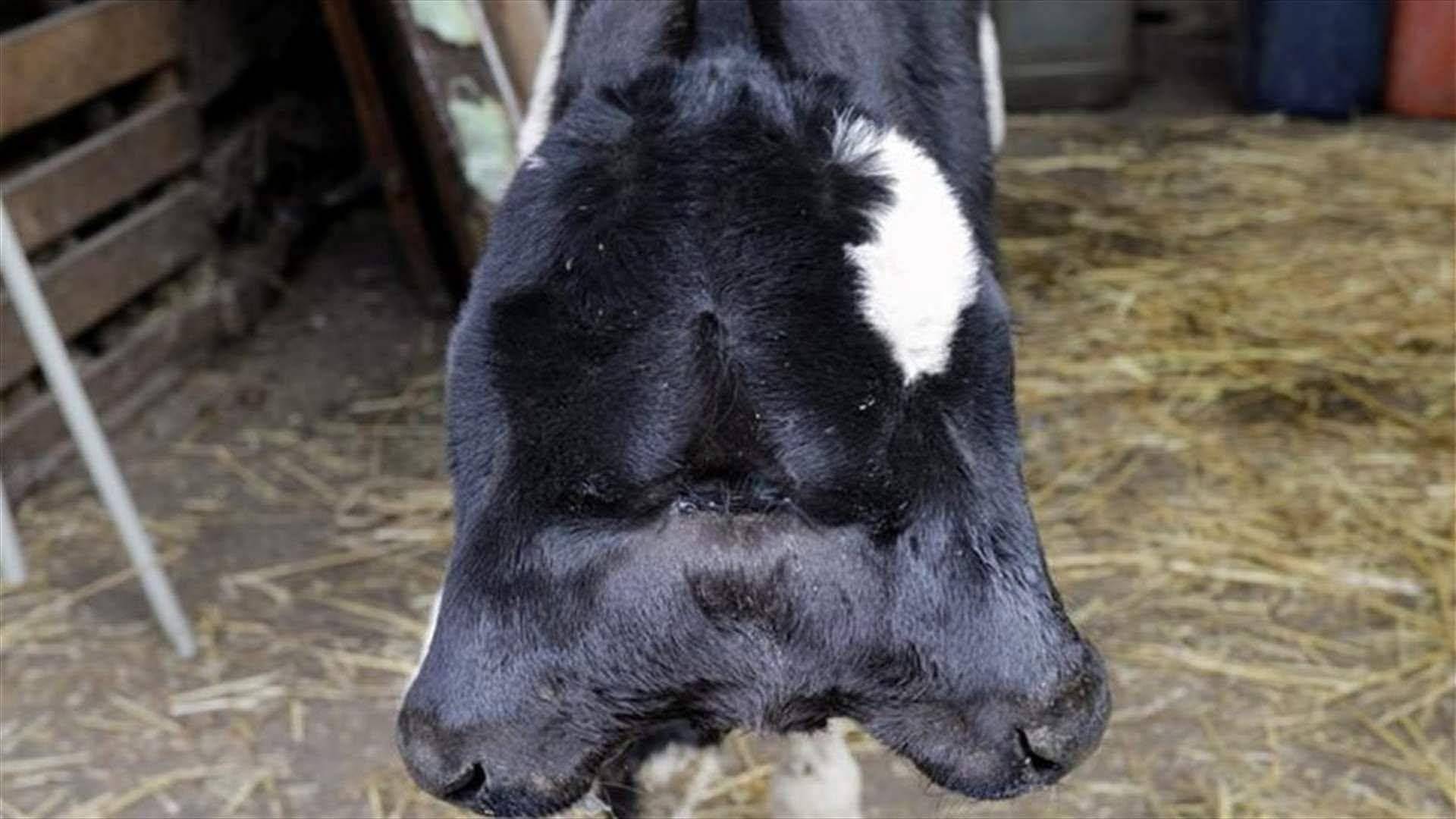 حالة نادرة جداً: عجلة برأسين في برج العرب