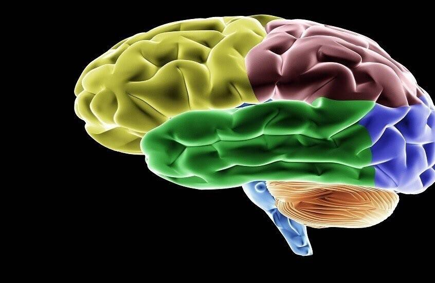ما هو الشرط الأساسي لعمل الدماغ بصورة جيدة؟