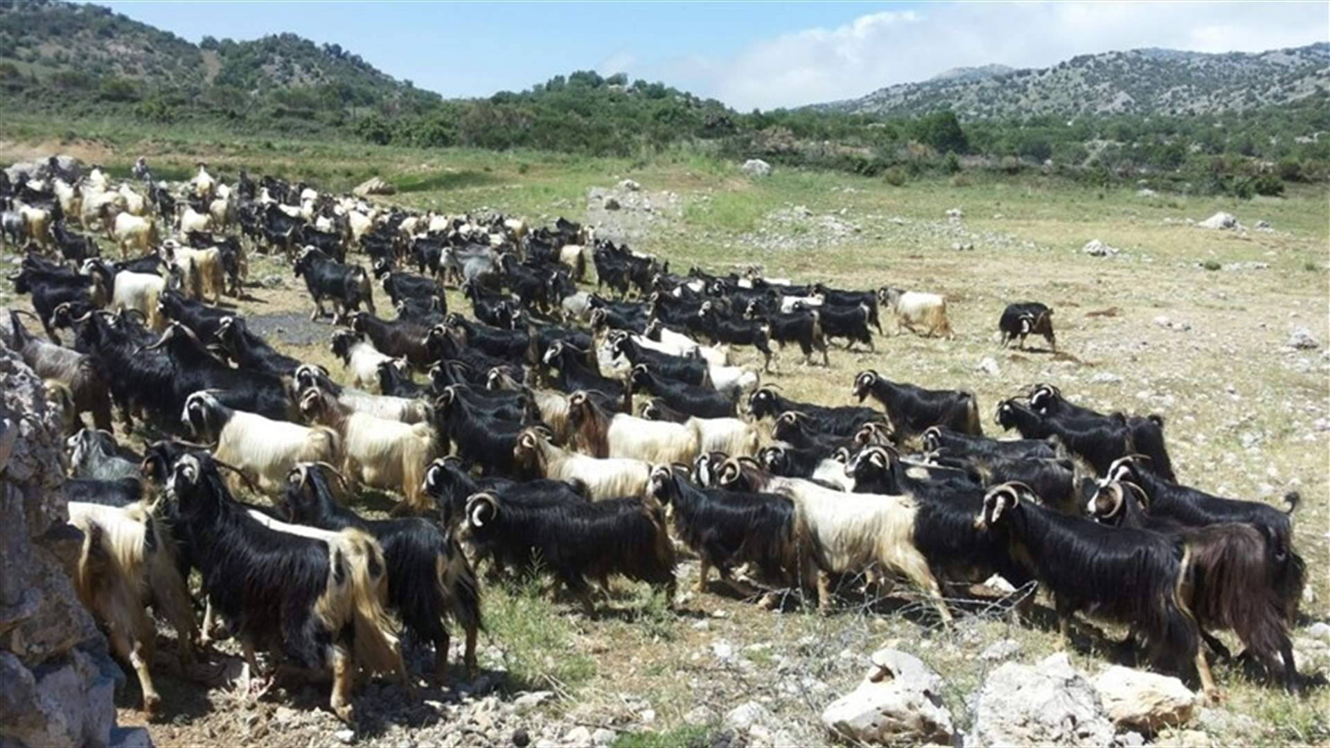 جنود إسرائيليون يسرقون 250 رأس ماعز من سوريا