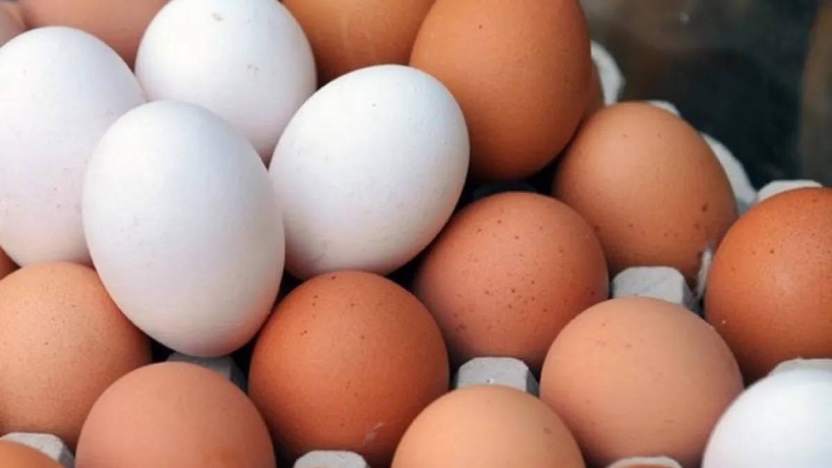 البيض البني أم الأبيض.. أيهما الأفضل لصحتك؟