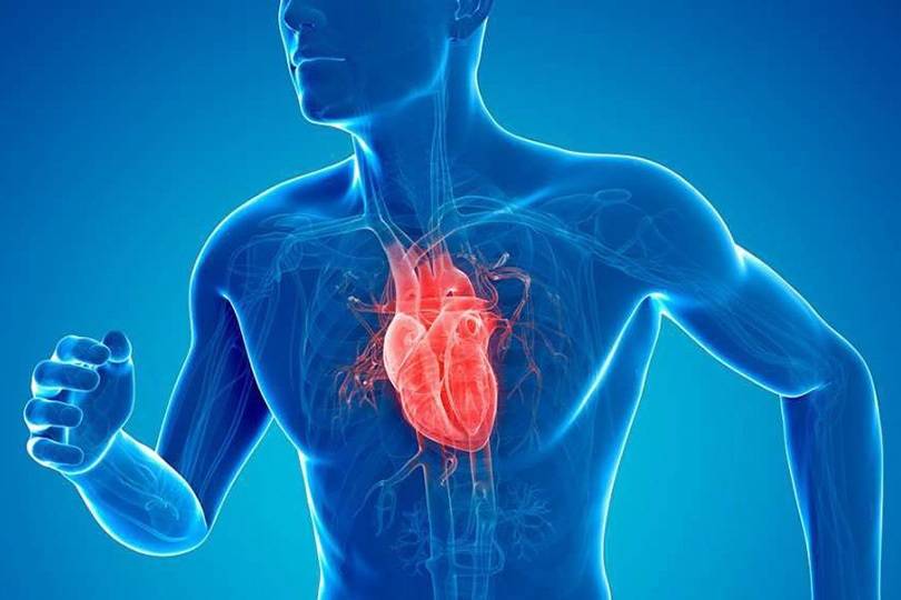 اكتشاف طبي: قلب الإنسان قادر على إنتاج خلايا جديدة بعد النوبة القلبية