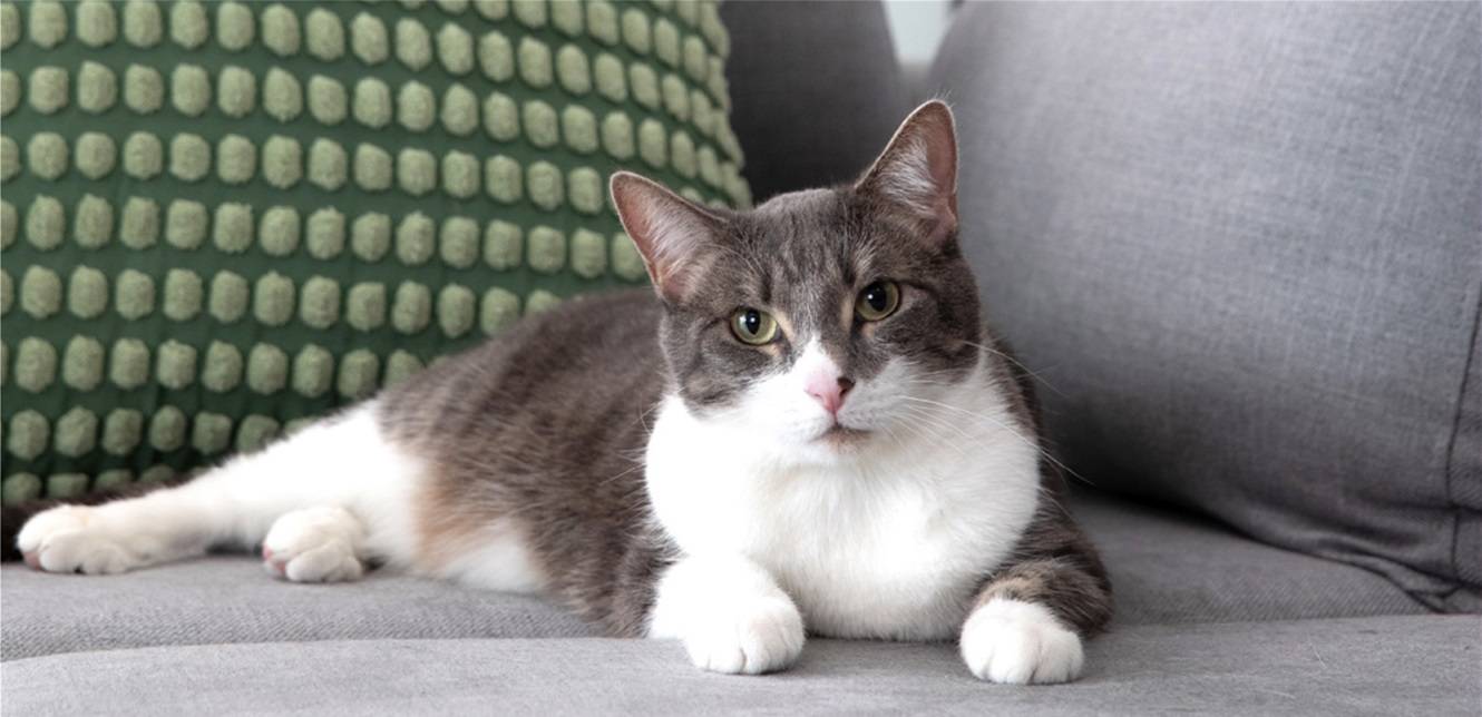 لماذا تصر قطتك على الجلوس في مكانك المفضل؟