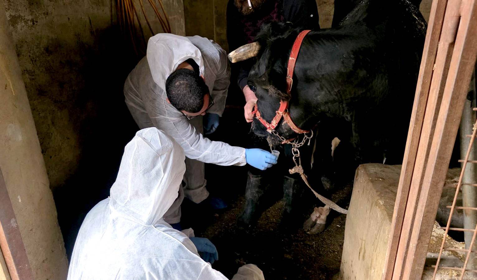 وزارة الزراعة: استمرار حملة التحصين ضد الحمى
القلاعية واستكمال الجرعة الأولى للأبقار وبدء الثانية