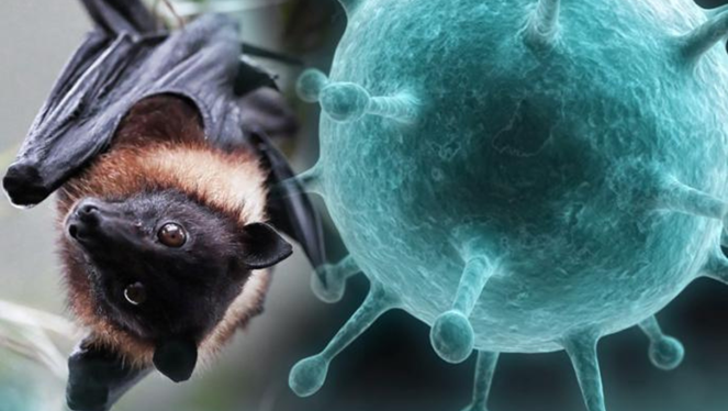 هل يتحوّل فيروس “نيباه” القاتل الى جائحة؟