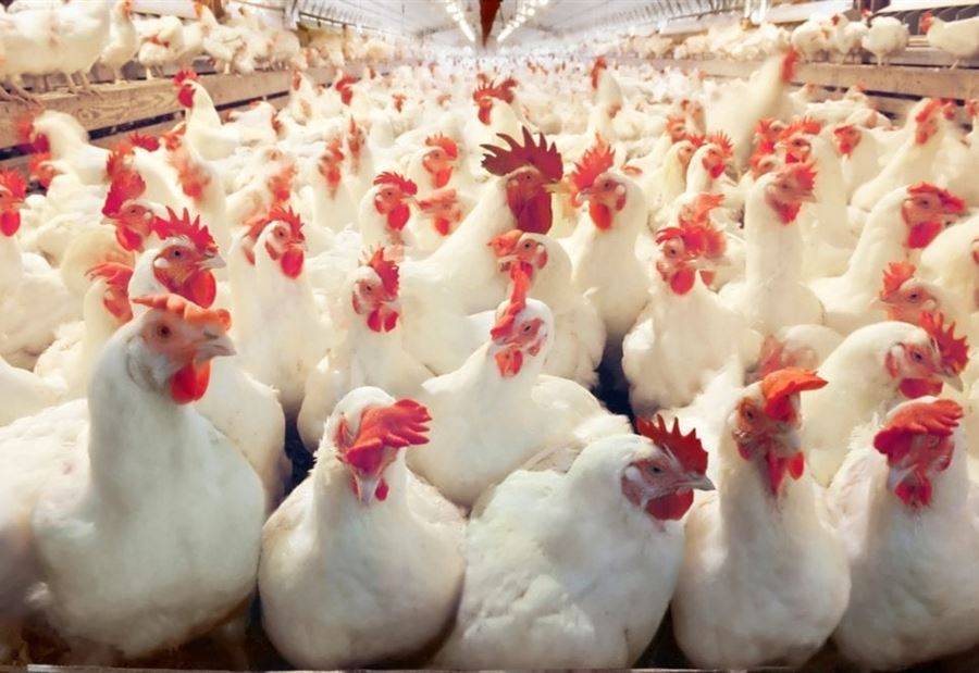 اللجنة المركزية للدواجن تحذر من سموم فطرية في أعلاف الدجاج