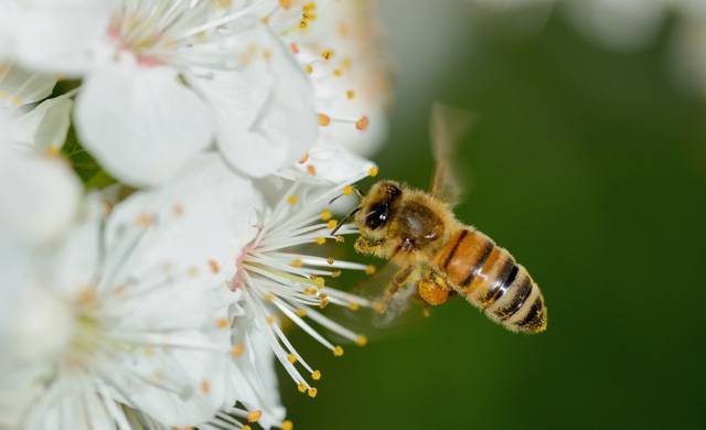 تراجع أعداد الحشرات يثير مخاوف بيئية وصحية