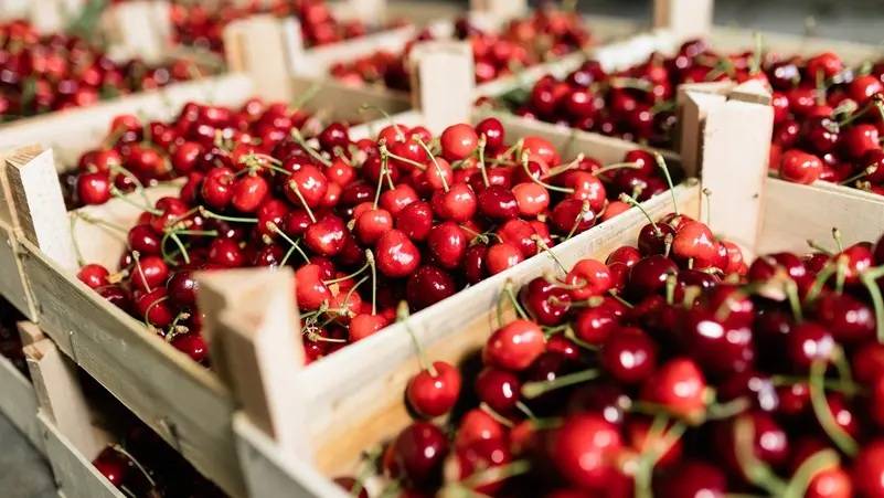 الكرز: فاكهة منخفضة السعرات وغنية بالفوائد الصحية