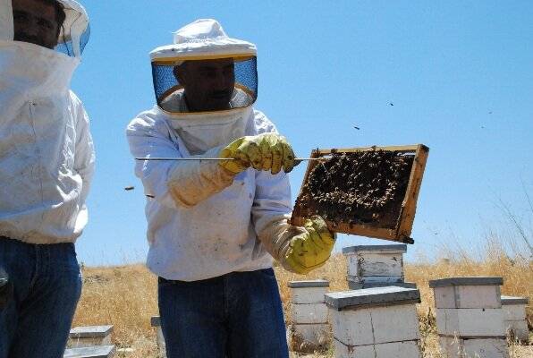 نقابة نحالي البقاع: لتوحيد موعد علاج حشرة 