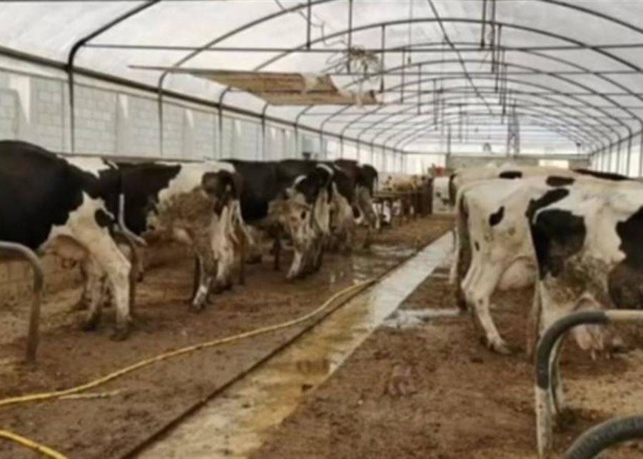 "الزراعة" نفت وجود مرض
وبائي جديد في مزارع الابقار