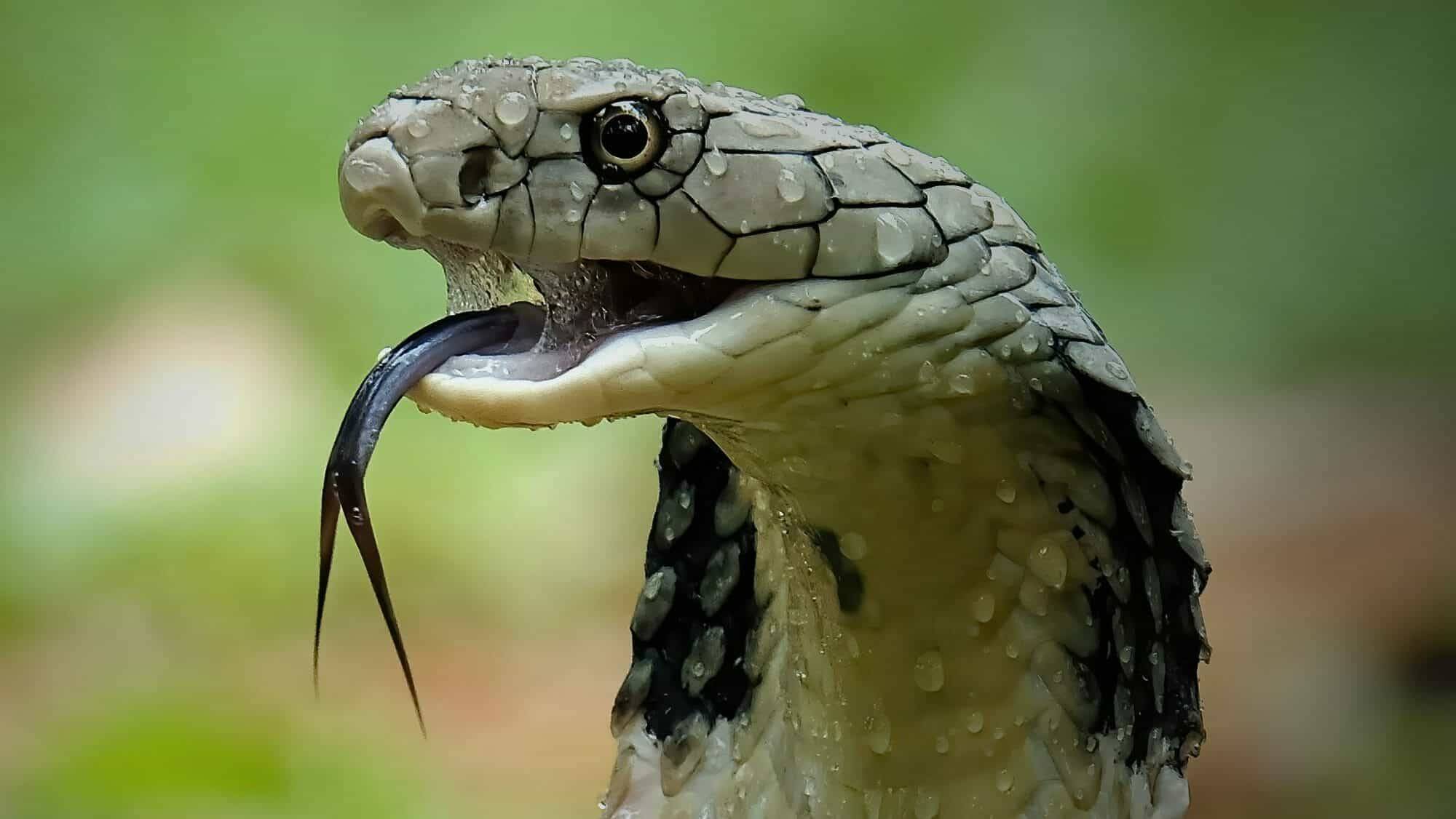 أفعى تموت بعد لدغ رجل في كرواتيا