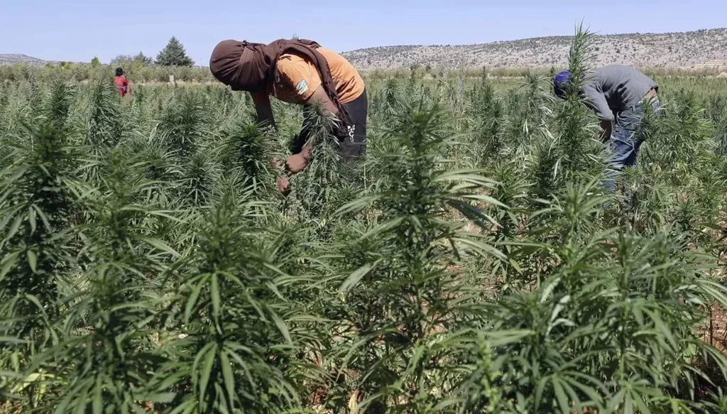 الهيئة الناظمة لزراعة القنب تحذر من ترويج المعلومات المغلوطة