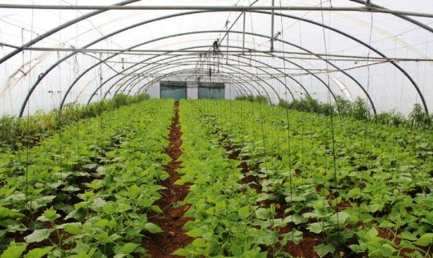 استمرار توافر المحاصيل النباتية والحيوانية