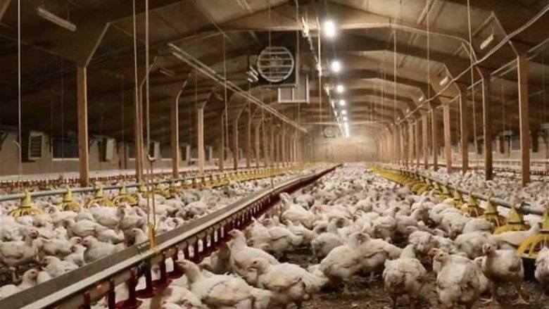 نقابة الدواجن تطمئن: الدجاج متوافر