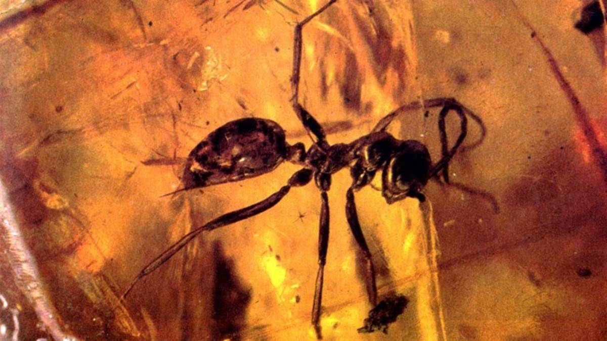 ملكة نمل عمرها 16 مليون سنة تظهر من الكهرمان!