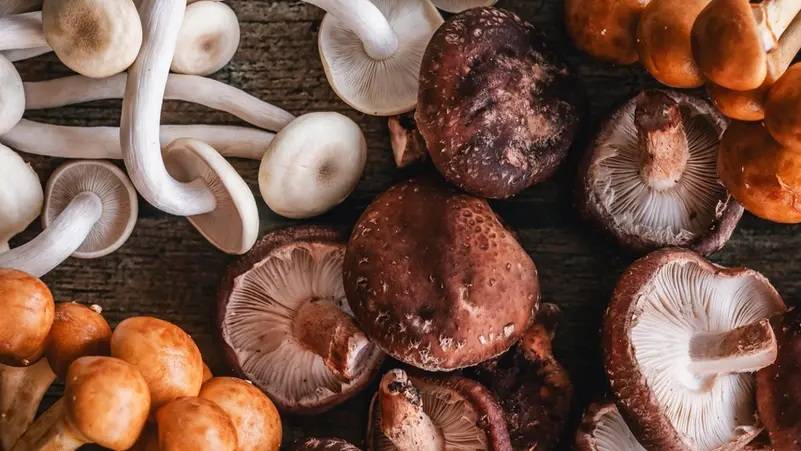 كيف يساعد الفطر في تنظيم ضغط الدم؟