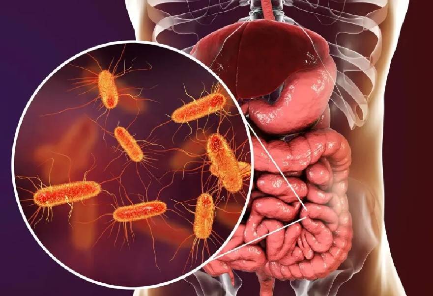 بكتيريا الأمعاء وقوة العضلات... ما العلاقة بينهما؟