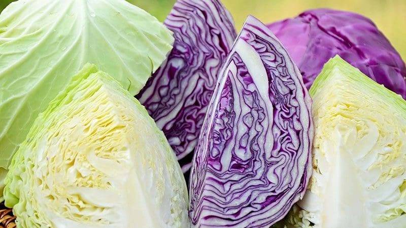 الملفوف الأحمر أم الأخضر… أيهما سرّ صحة الأمعاء الأقوى؟