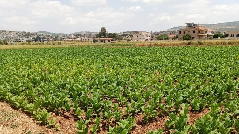 الزراعة في الجنوب تواجه خطر الانهيار؟