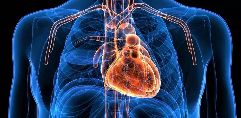 اكتشاف علمي... قلب الإنسان قادر على تجديد خلاياه بعد النوبة القلبية