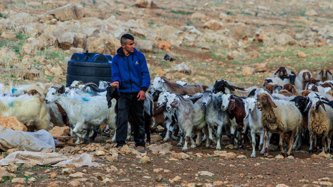 سرقة 80 رأس غنم شرق رام الله… اعتداء جديد لمستوطنين على مزرعة فلسطينية
