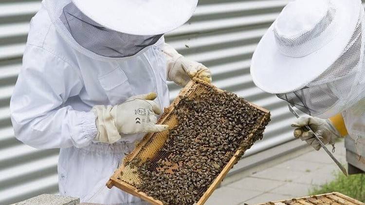 نقابة مربي النحل تستغرب استبعادها عن إطلاق مشروع "PLANBEE"