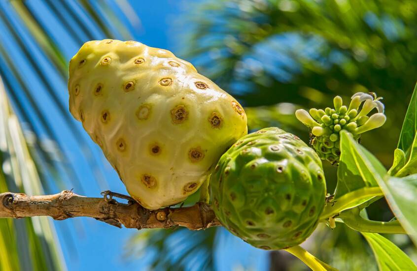 هل يصبح النوني سلاحاً ضد السرطان؟