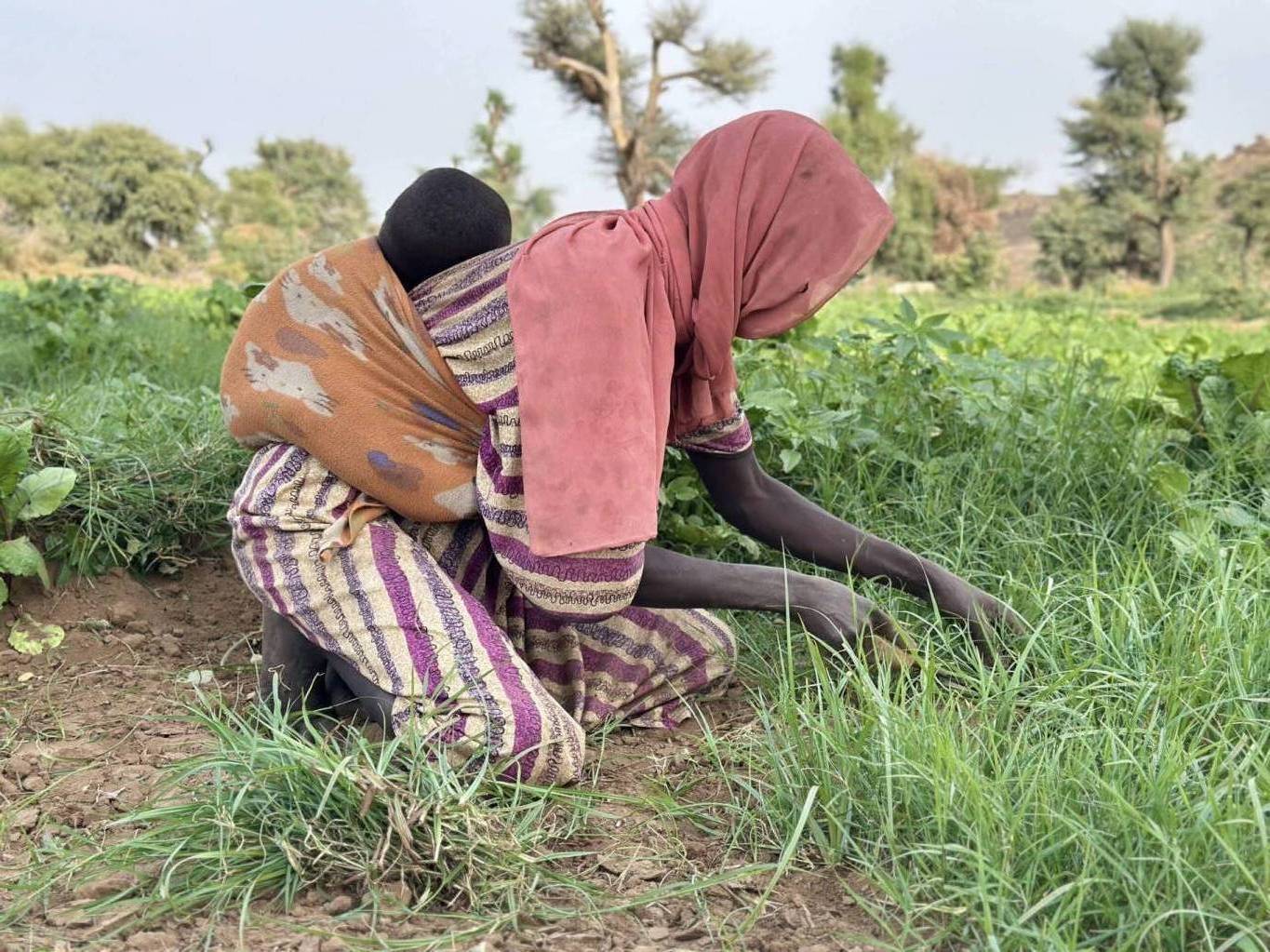 أزمة الوقود والأسمدة تضرب الموسم الزراعي في السودان
