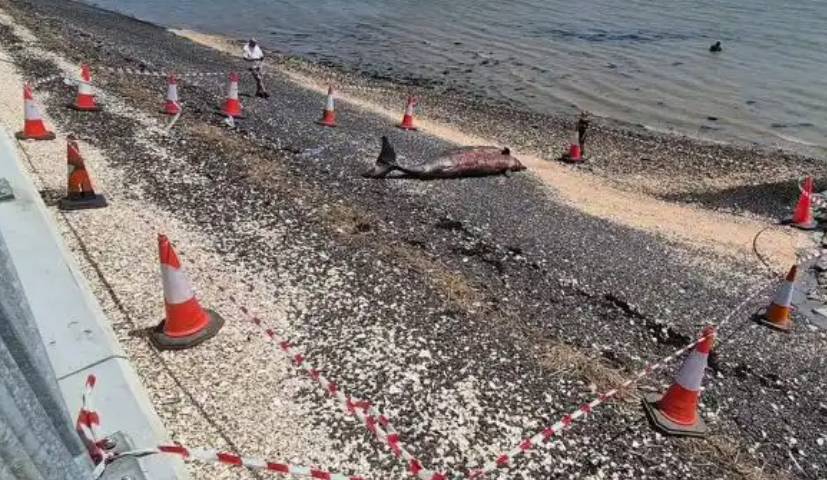 العثور على حوت نادر نافقًا على شاطئ بريطاني