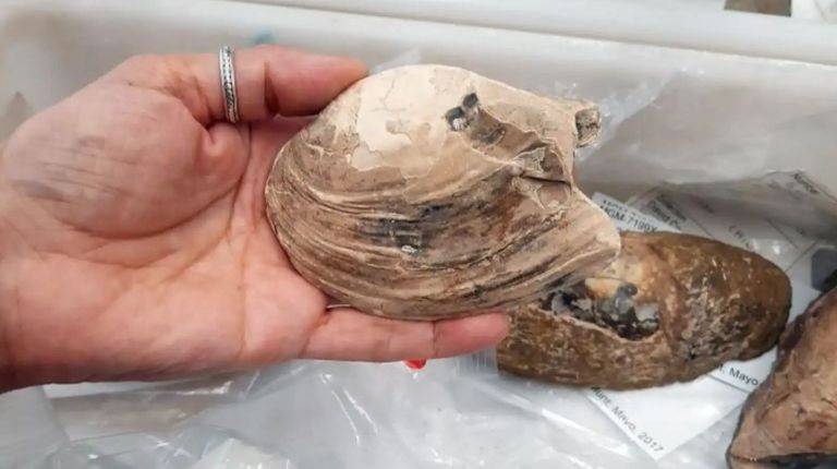 عمرها 125 مليون عام.. أحفورة بريطانية نادرة تفك لغزا غامضا عن الحياة