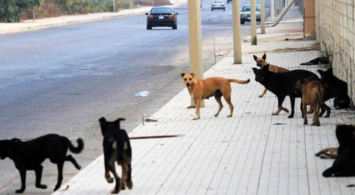 وزارة الزراعة تتابع تنفيذ الحملة الوطنية للحد من انتشار الكلاب الشاردة