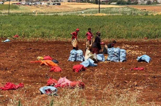 محاولات جادة لإصلاح السكانر المعطلة على معبر المصنع
الترشيشي لـ "الديار" : إنتاج المزارعين يذهب للتلف أو البيع بأقلّ من التكلفة