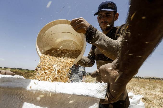 سوريا توقف استيراد القمح بعد تحقيق فائض في الإنتاج