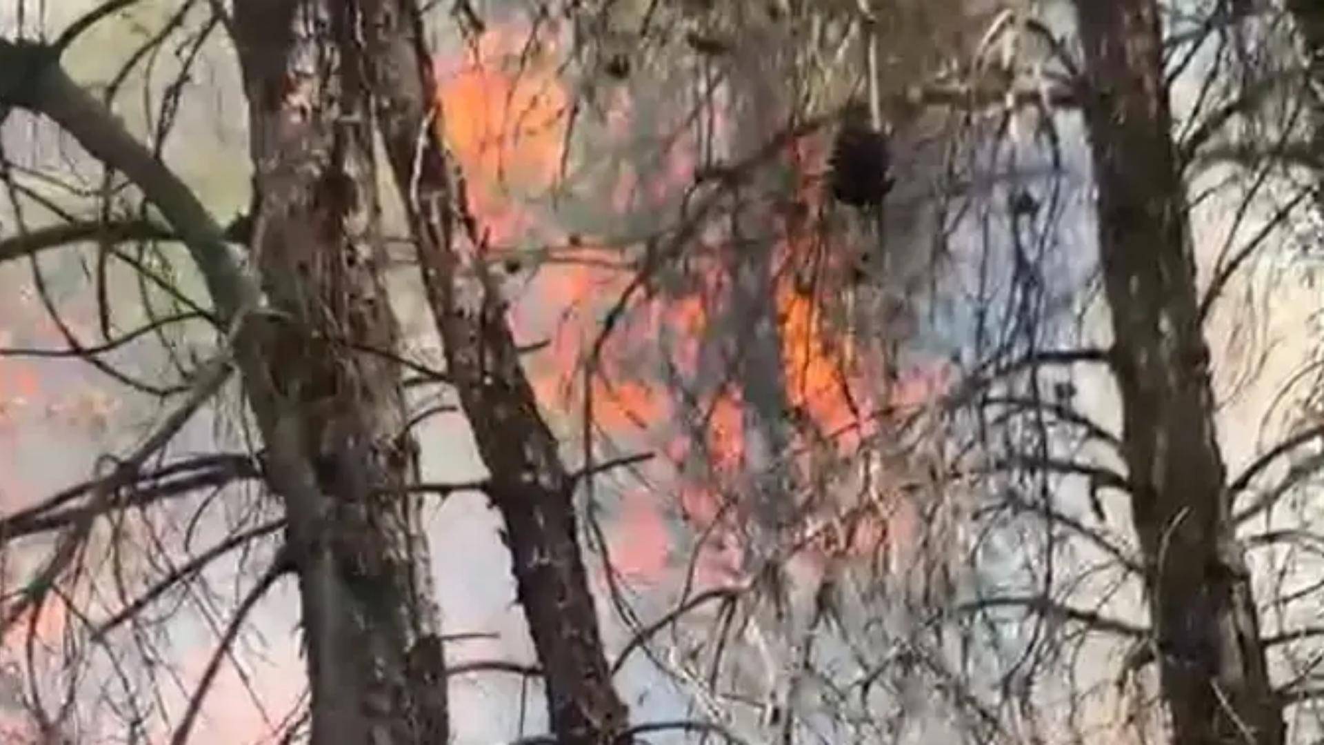 النيران تلتهم أحراج جبل أيطو.. والجيش والدفاع المدني يكافحان الحريق
